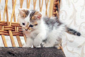 A small restless kitten walks on a wicker chair