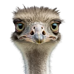  close up of an ostrich, transparent background png © LUPACO PNG