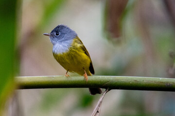 grey-headed canary-flycatcher