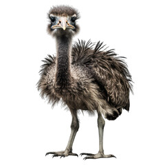 ostrich isolated on transparent background png - obrazy, fototapety, plakaty