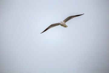 The seagull and the beach. The Baltic Sea and seagulls.