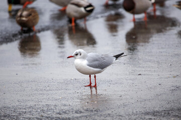 The seagull and the beach. The Baltic Sea and seagulls.