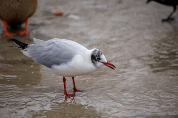 The seagull and the beach. The Baltic Sea and seagulls.