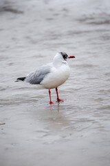 The seagull and the beach. The Baltic Sea and seagulls.