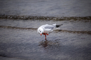 The seagull and the beach. The Baltic Sea and seagulls.