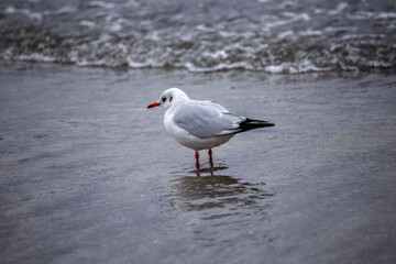 The seagull and the beach. The Baltic Sea and seagulls.