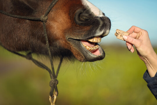 Pferd frisst Leckerli