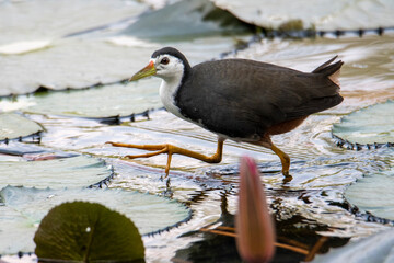 White-breasted waterhen in action