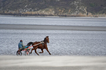 chevaux sur la plage de la réserve naturelle de la baie de saint brieuc