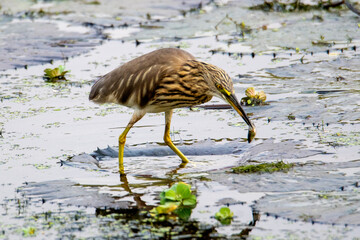Fototapeta na wymiar Birds of Bangladesh birds from satchori National park, sylhet, bangladesh 