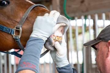 No sedation equine dentistry