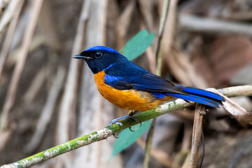 Rufous-bellied niltava