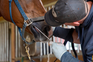 No sedation equine dentistry