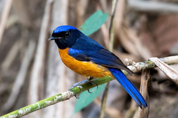 Rufous-bellied niltava