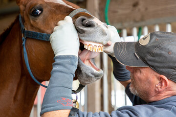 No sedation equine dentistry