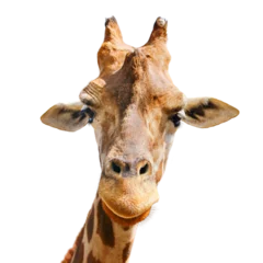 Fototapeten Portrait of a giraffe PNG on transparent background © hrm