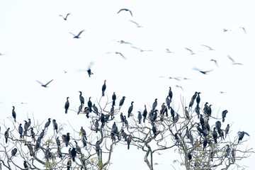 Little Cormorant in flight taken from hakaluki haur Moulvibazar Bangladesh