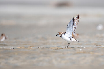 Kentish plover, plover bird from padma river, rajshahi, bangladesh