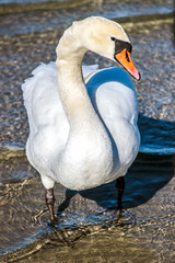 A swan. Swans in cold sea water at Pirita beach in Estonia.