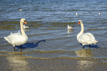 A swan. Swans in cold sea water at Pirita beach in Estonia.