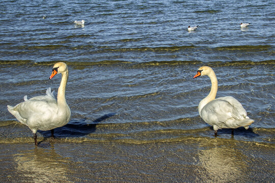 A swan. Swans in cold sea water at Pirita beach in Estonia.
