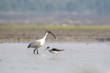 black headed ibis from padma river, rajshahi, bangladesh