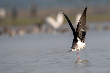 Fototapeta na wymiar Black-winged stilt from padma river, rajshahi, bangladesh