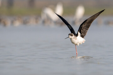 Black-winged stilt from  padma river, rajshahi, bangladesh