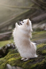 Fototapeta premium fluffy dog