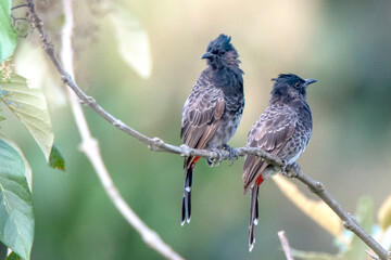 Birds of Bangladesh birds from satchori National park, sylhet, bangladesh 