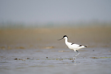 Pied avocet from padma river, rajshahi, bangladesh, 
