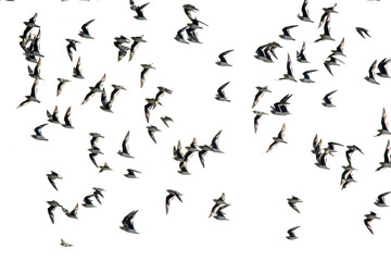 small pratincole
