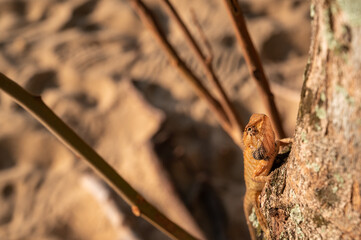 Fototapeta premium Orange lizard climbing a tree at the beach in Thailand, Southeast Asia. 