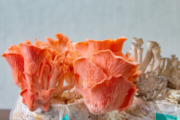 Pleurotus Salmon (Shimeji Salmon, Pleurotus Djamor , Shimeji Rosa , Mushroom Pink ) young sprouting