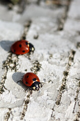 Ladybugs sit on the black and white birch bark. Insects are red-black.