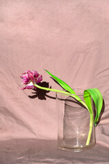Dry tulip in a glass vase on a beige color background.