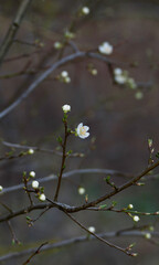 spring blossom