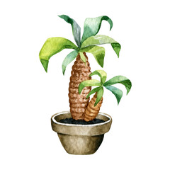 Watercolor plant illustration, exotic plant , plant in a pot, botany 