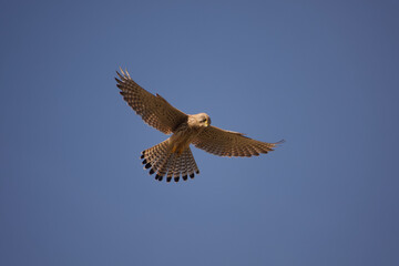 kestrel in flight