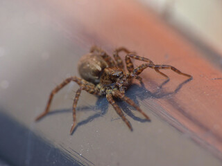Spider in the Garden