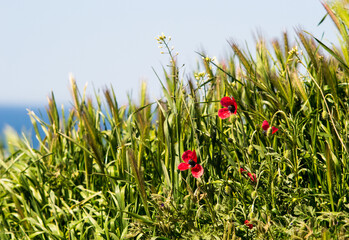 wildflowers in the steppe