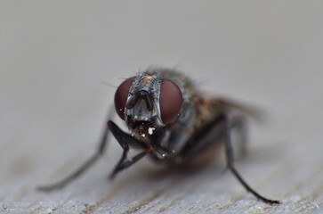Housefly Macro Close Up