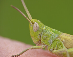 Cricket