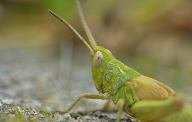 Fototapeta premium Cricket