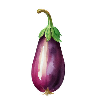 Fresh eggplant on white background. Watercolor illustration