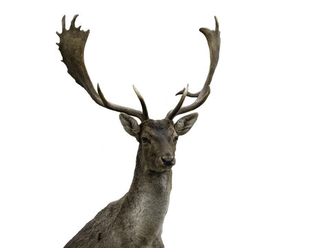 Damhirsch (Dama dama)