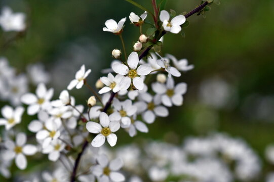 Winzige Bl&uuml;ten einer Spirae