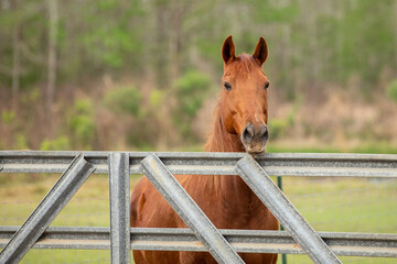 Horse looking over the fence. 