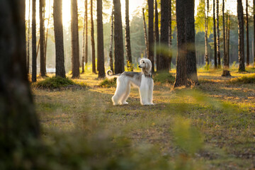 beautiful dog in the forest