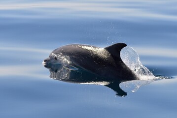 Obraz premium Grand dauphin